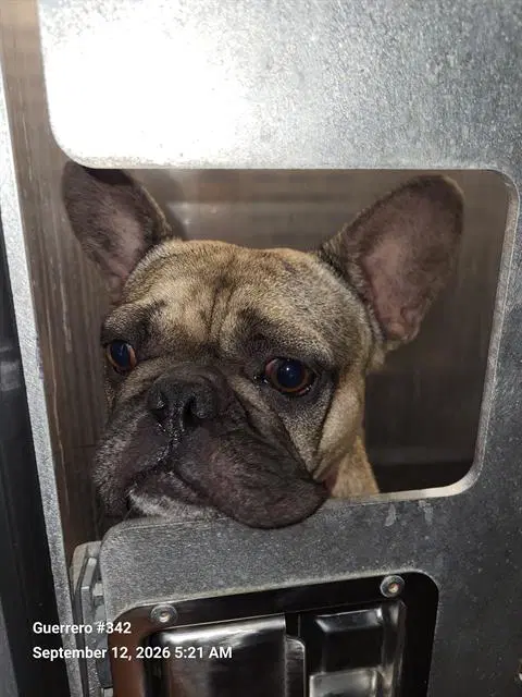 Frenchie - French Bulldog