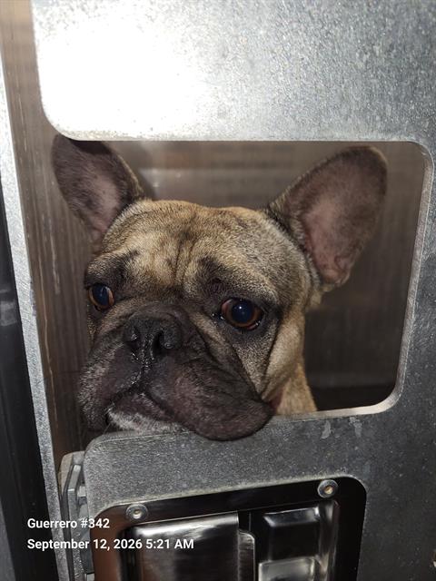 Frenchie