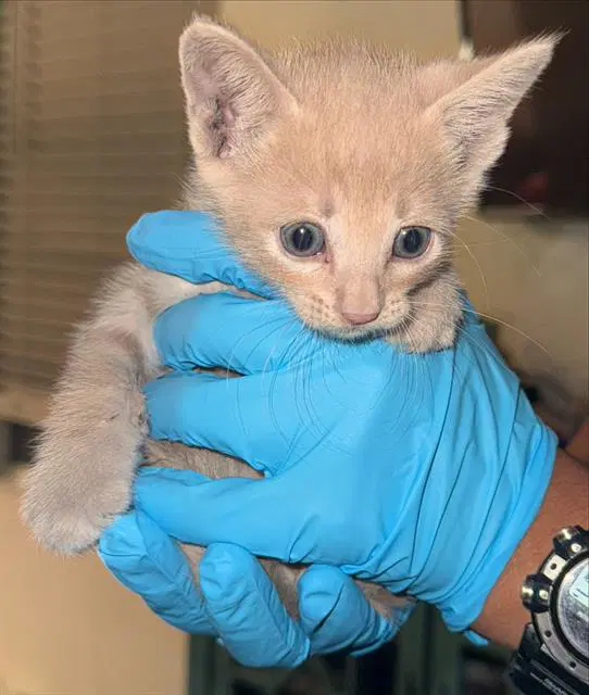 Minoe - Domestic Short Hair