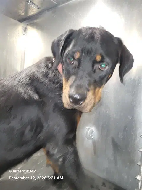 Unknown - Rottweiler