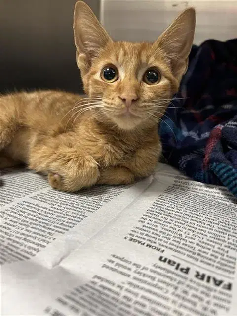 Lola - Domestic Short Hair