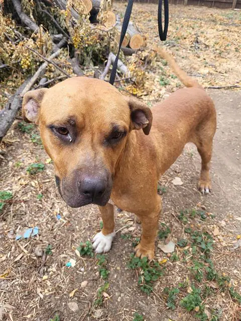 Freddy - American Staffordshire Terrier