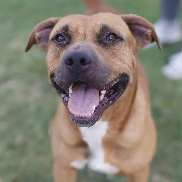 Freddy - American Staffordshire Terrier