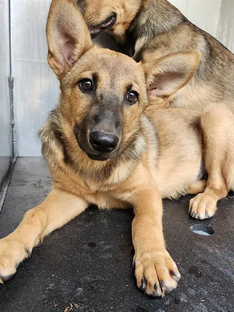 Fidget - German Shepherd Dog