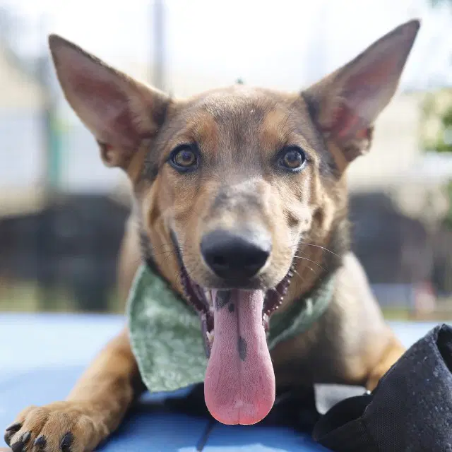 Fidget - German Shepherd Dog