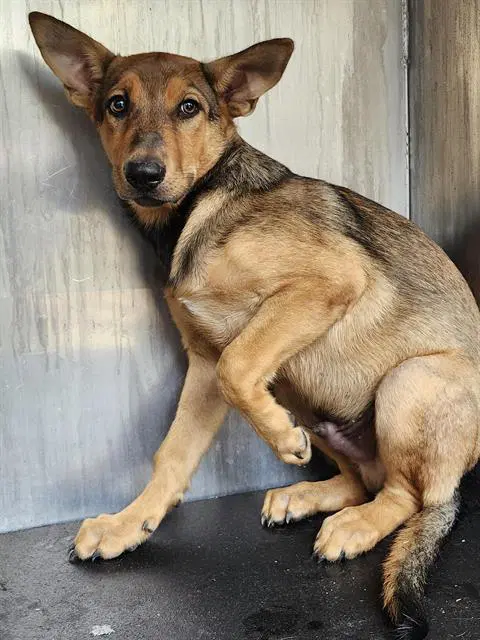 Frodo - German Shepherd Dog