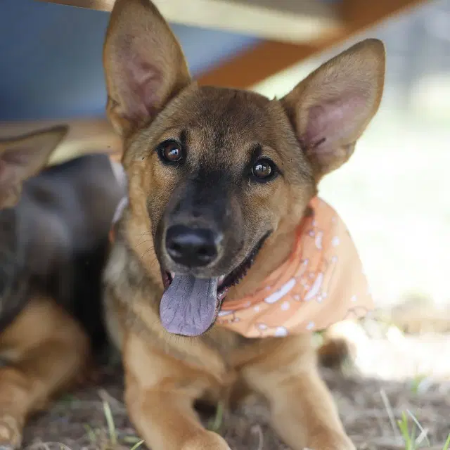 Frodo - German Shepherd Dog