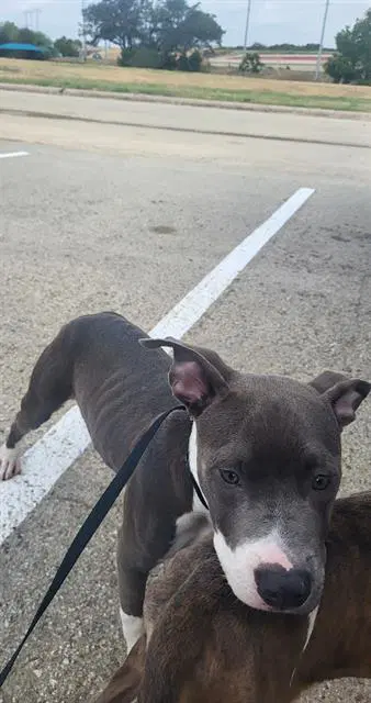 Amigo - American Staffordshire Terrier