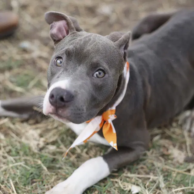 Amigo - American Staffordshire Terrier