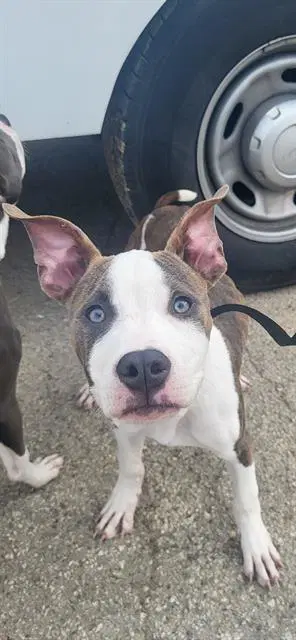 Pal - American Staffordshire Terrier