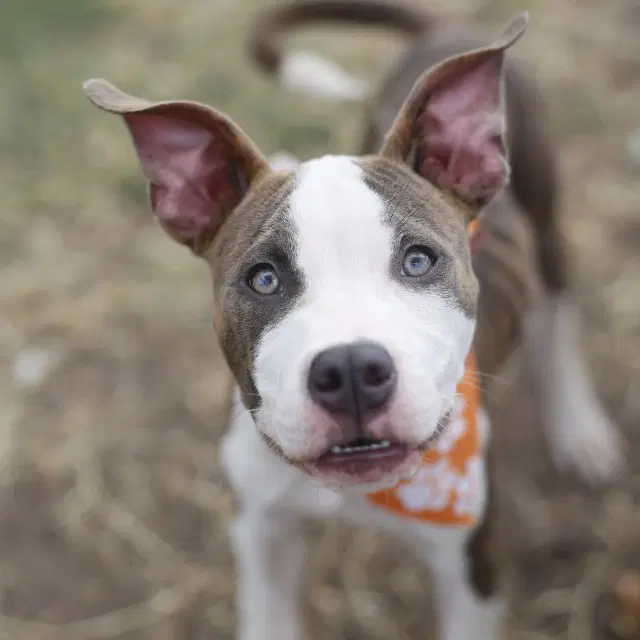 Pal - American Staffordshire Terrier