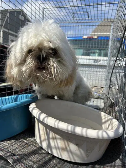 Babe - Shih Tzu