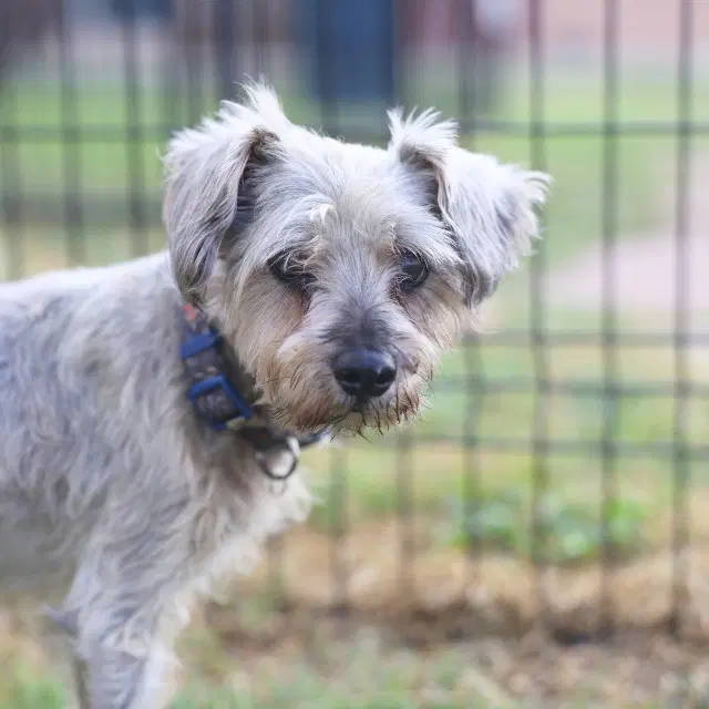 Rover - Terrier