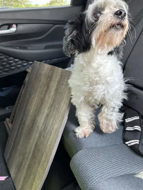 Oreo - Terrier