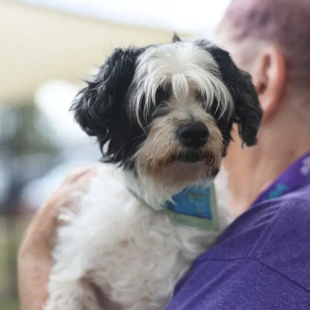 Oreo - Terrier