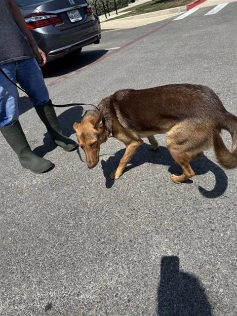 June - German Shepherd Dog