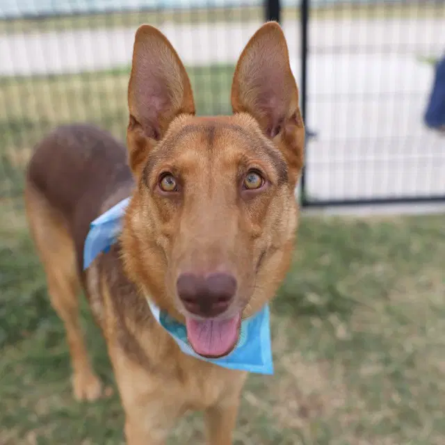 June - German Shepherd Dog