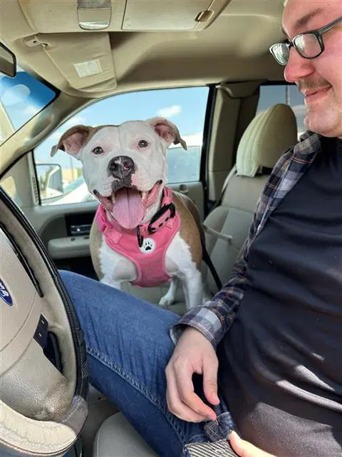 Sunshine - American Staffordshire Terrier