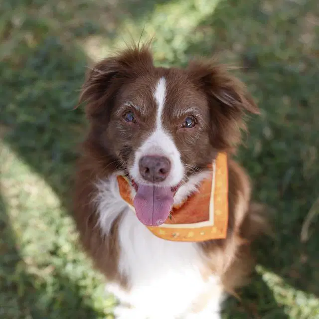 Iver - Australian Shepherd