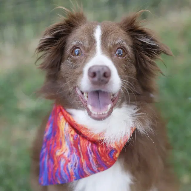 Iver - Australian Shepherd