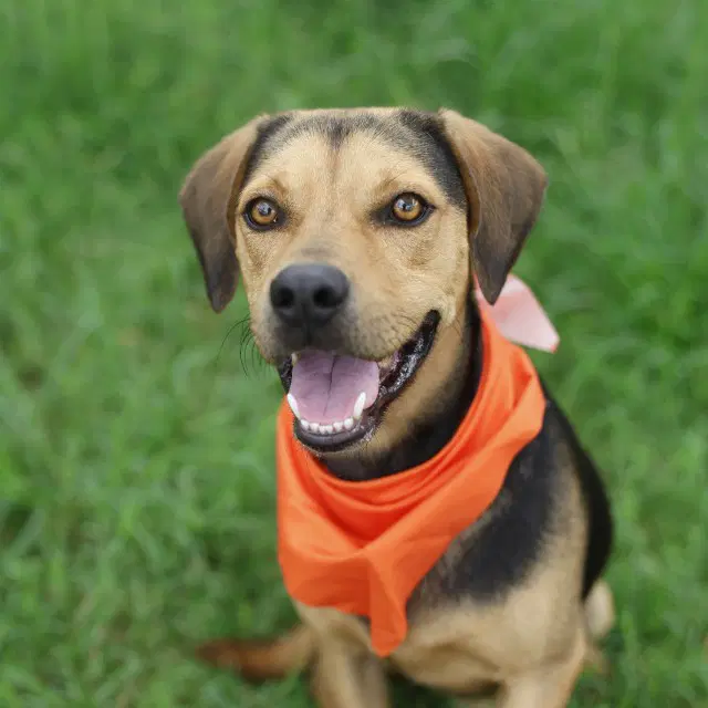 Briggs - Hound