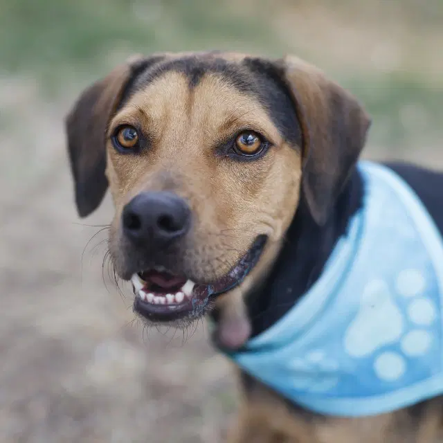 Briggs - Hound