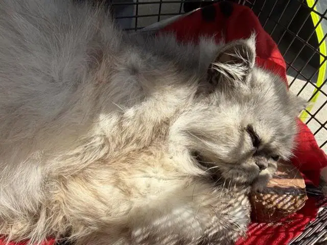 Hugo - Persian