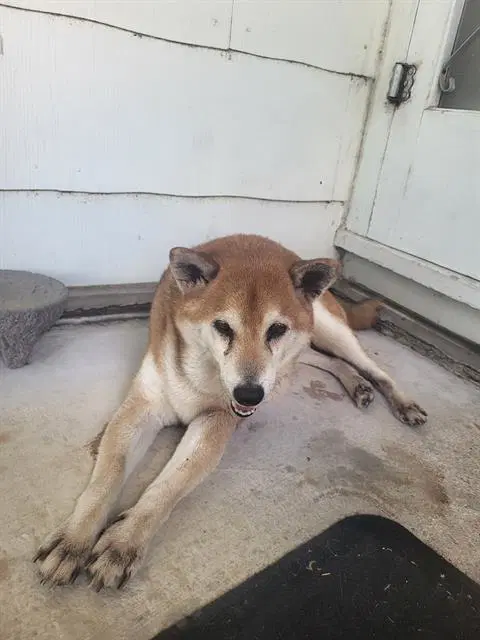 Chip - Shiba Inu
