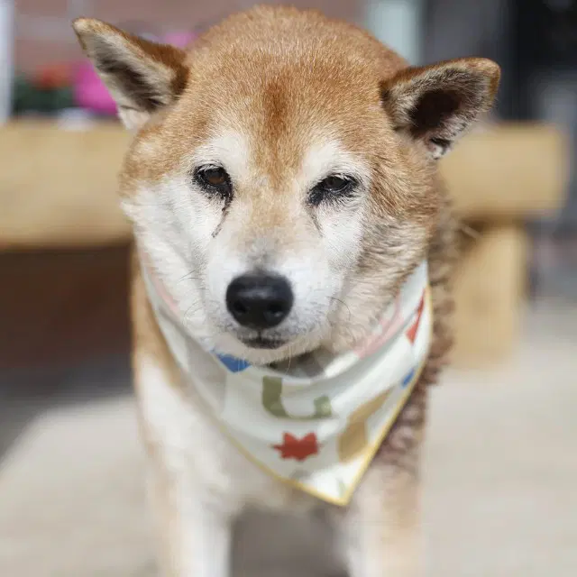 Chip - Shiba Inu