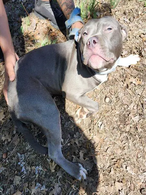 Bella - Pit Bull Terrier