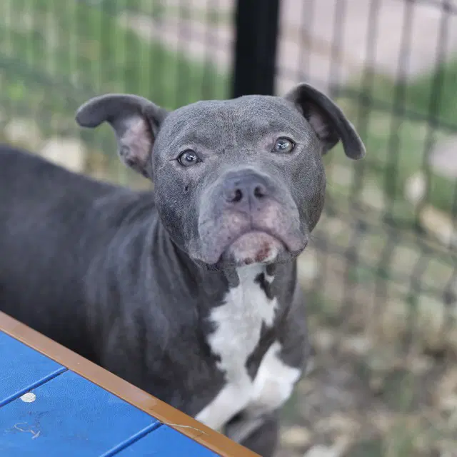 Bella - Pit Bull Terrier