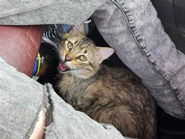 Fish - Domestic Short Hair