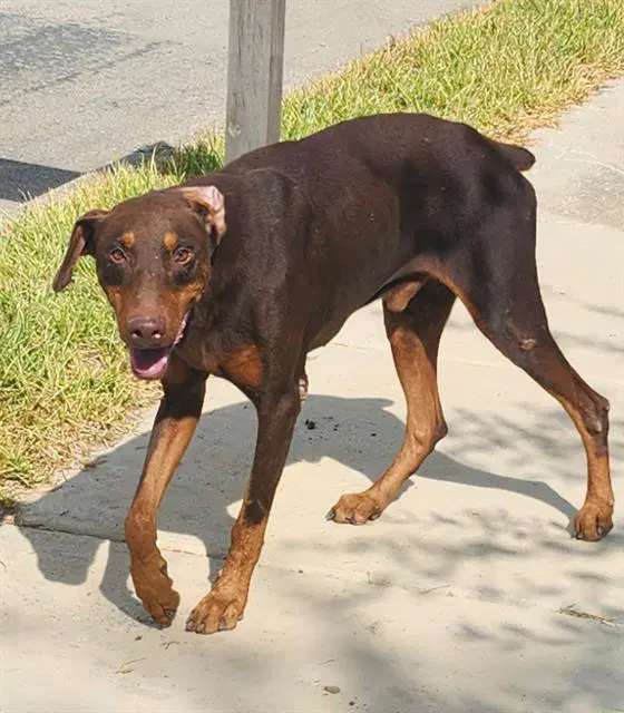Donnie - Doberman Pinscher