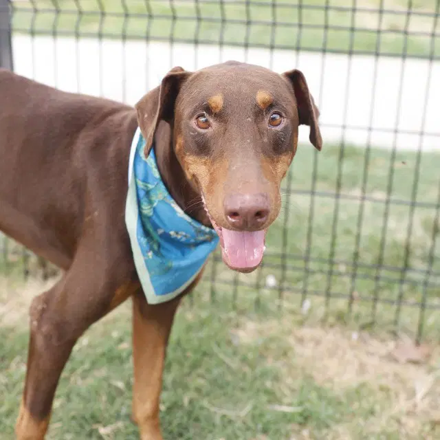 Donnie - Doberman Pinscher