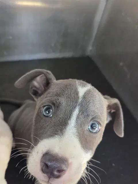 Unknown - American Staffordshire Terrier