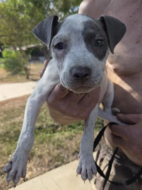 Unknown - American Staffordshire Terrier