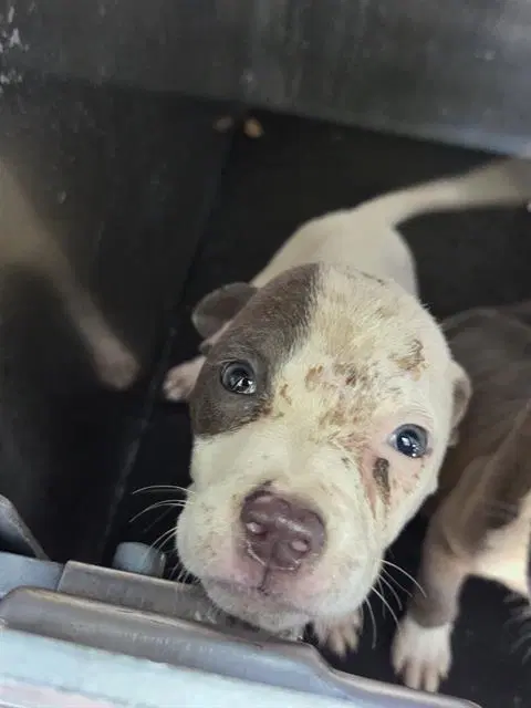 Unknown - American Staffordshire Terrier