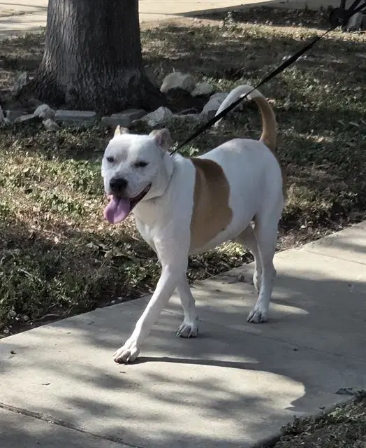 Unknown - American Staffordshire Terrier