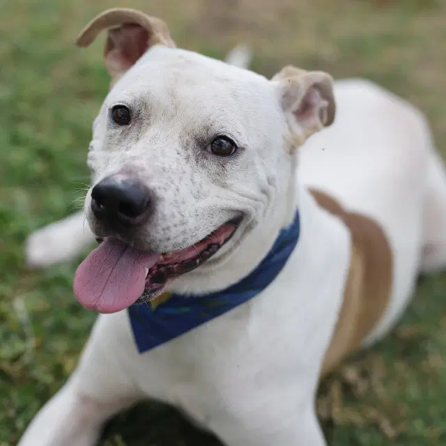 Unknown - American Staffordshire Terrier
