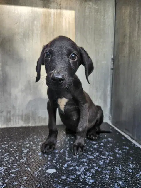 Winston - Plott Hound
