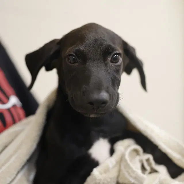 Winston - Plott Hound