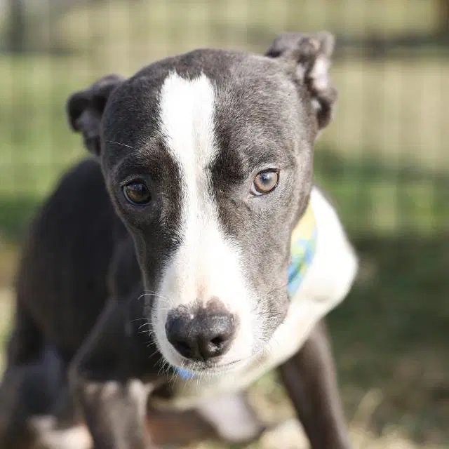Socks - American Staffordshire Terrier