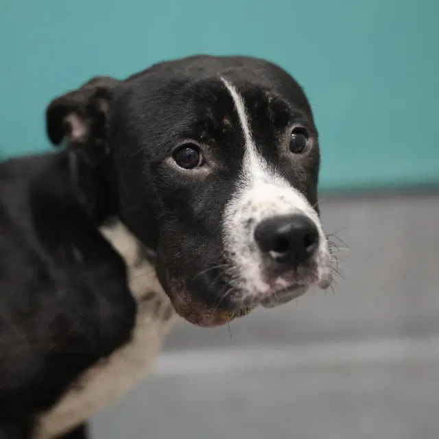 Iceman - American Staffordshire Terrier