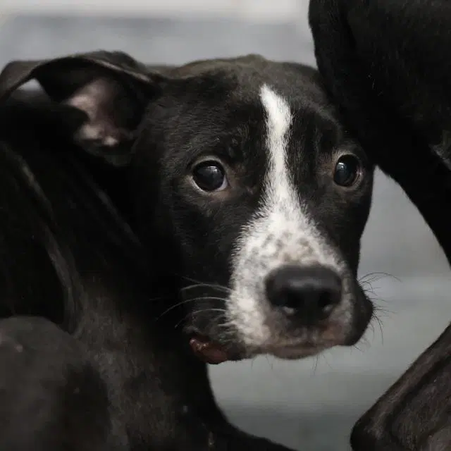 Princeton - American Staffordshire Terrier