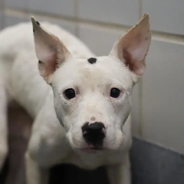 Tallulah - American Staffordshire Terrier