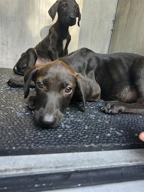 Willson - Plott Hound
