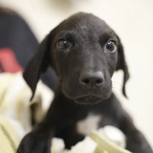 Willson - Plott Hound