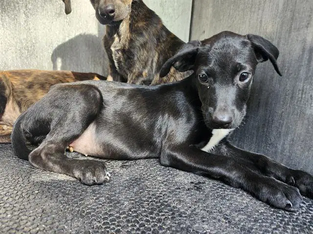Willow - Plott Hound