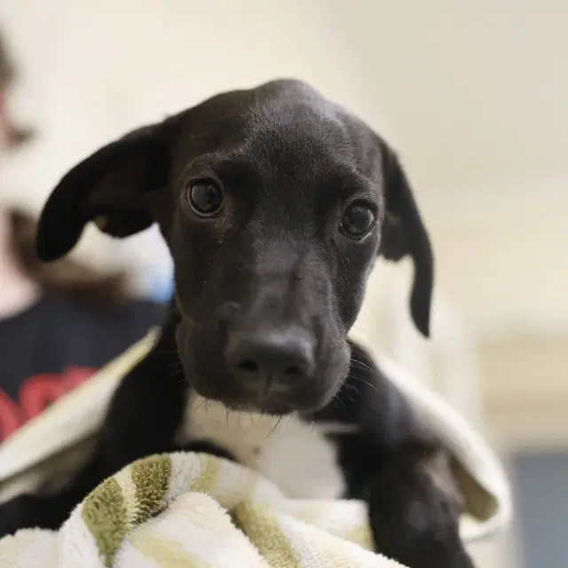 Willow - Plott Hound