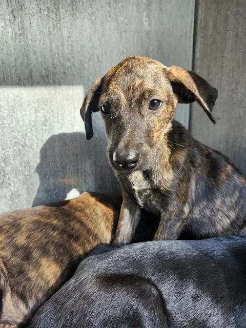 Wanda - Plott Hound